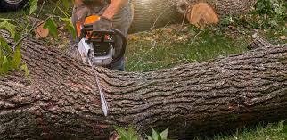 Best Emergency Tree Removal  in Yucos, CA